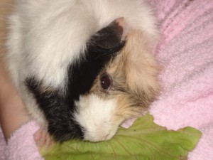guinea pig 2